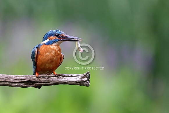 Common kingfisher (Alcedo atthis) Common kingfisher (Alcedo atthis)