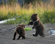 Twin bear cubs playing on the beach
