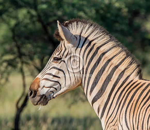 Burchells Zebra Portrait