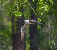 mississippi kite - ictinia mississippiensis flying and soaring in front of forest background