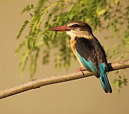 Brown hooded kingfisher.