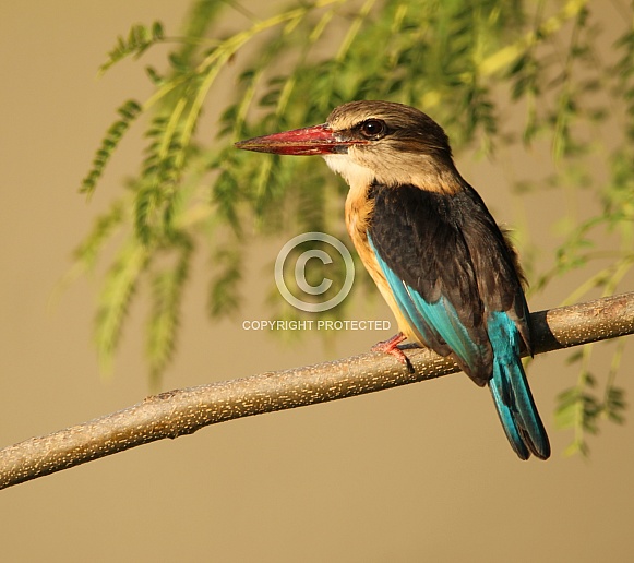 Brown hooded kingfisher. Brown hooded kingfisher.