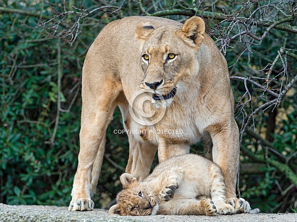Lioness and Cub