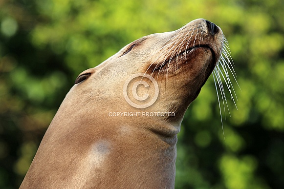 California sea lion (Zalophus californianus)