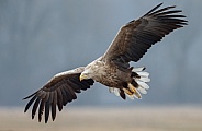 White tailed eagle or European Eagle