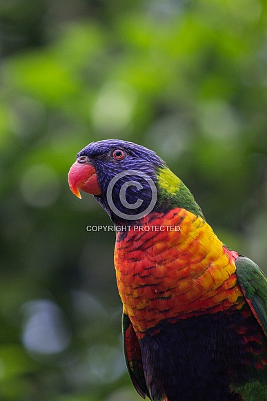Rainbow lorikeet Rainbow lorikeet