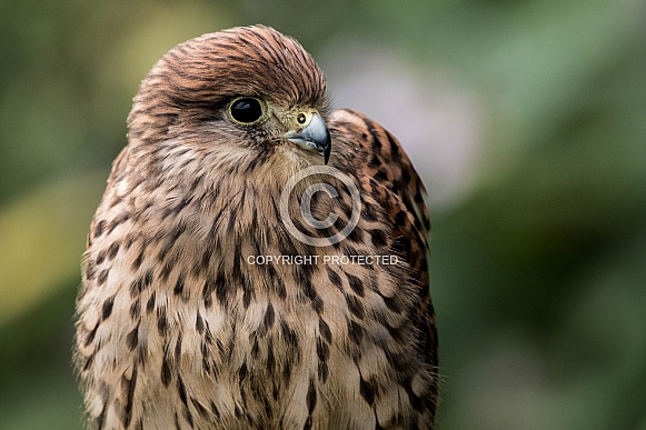 European Kestrel Close Up European Kestrel Close Up