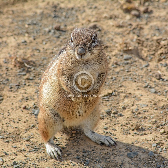 Southern African Ground Squirrel Southern African Ground Squirrel