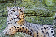 Snow Leopard