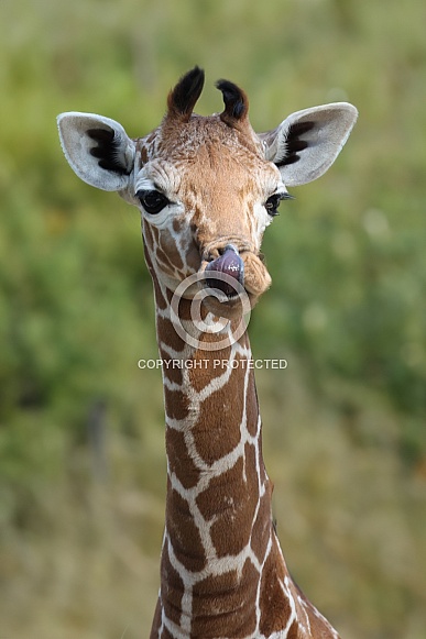 Reticulated giraffe (Giraffa reticulata) Reticulated giraffe (Giraffa reticulata)