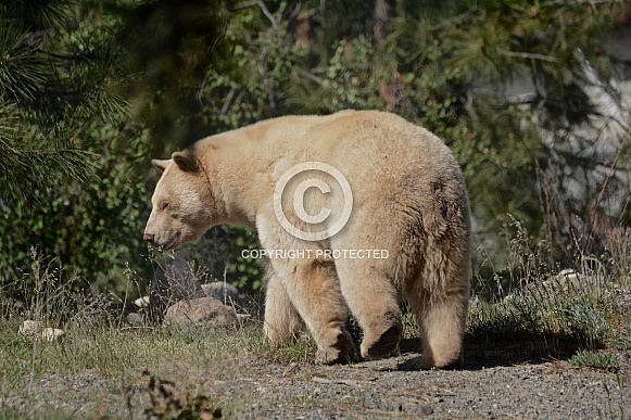 Spirit Bear (Kermode Bear) Spirit Bear (Kermode Bear)