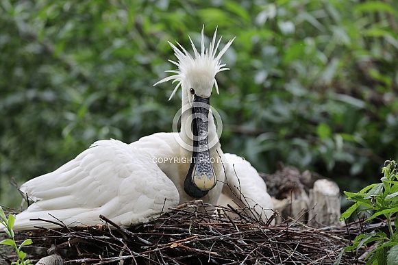Spoonbill (Platalea leucorodia) Spoonbill (Platalea leucorodia)