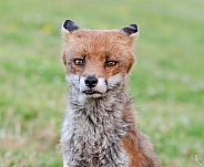 A Fox portrait