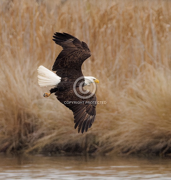 Bald Eagle