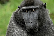 Crested black Macaque