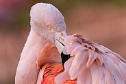 Close Up Chilean Flamingo Preening Feathers