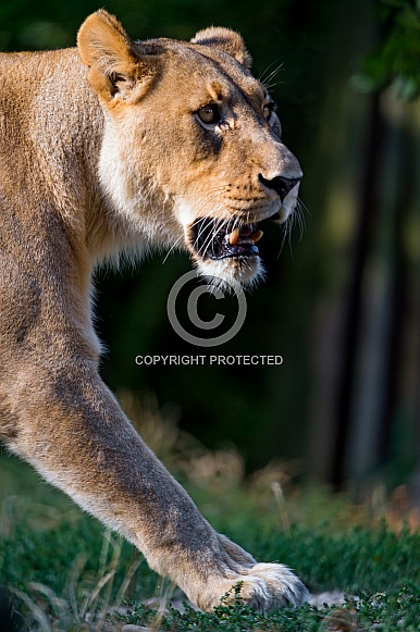 Lioness.