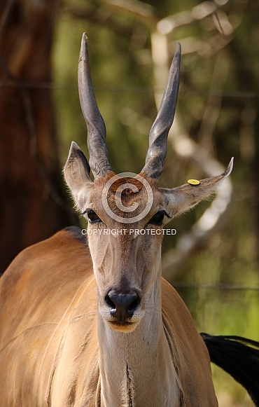Eland Antelope Eland Antelope