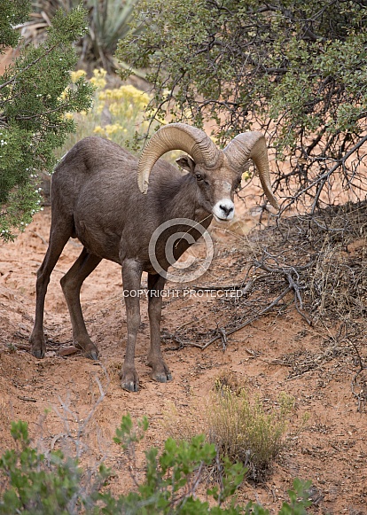 Ovis canadensis nelsoni, desert big horned sheep Ovis canadensis nelsoni, desert big horned sheep
