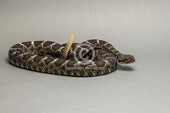 Arizona Black Rattlesnake