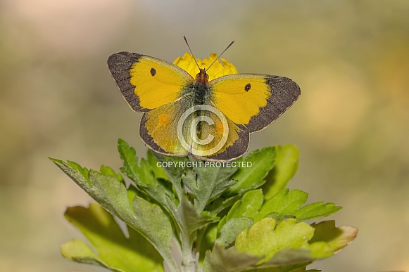 Clouded Yellow Open Wing