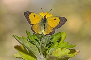 Clouded Yellow Open Wing