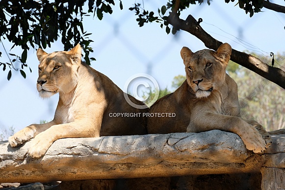 African Lion
