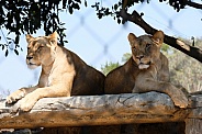 African Lion