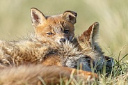 Red fox cubs