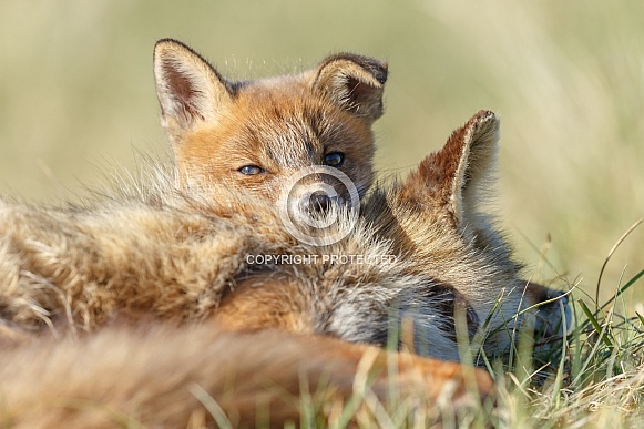 Red fox cubs Red fox cubs