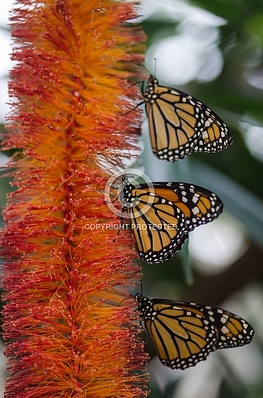 Monarch Butterfly Monarch Butterfly