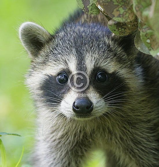 Raccoons