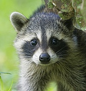 Raccoons
