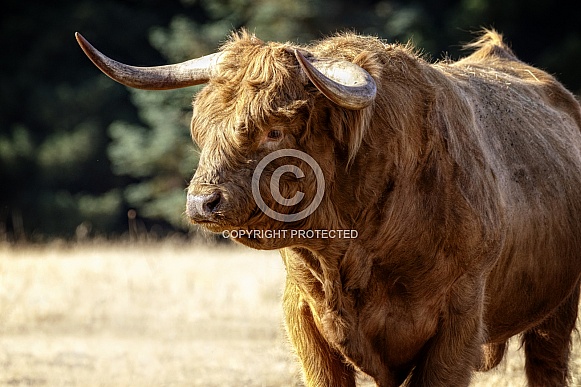 Scottish Highland Bull-Big Red
