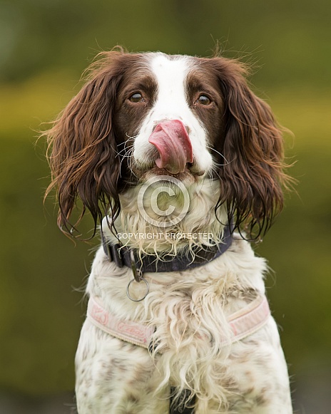 Springer Spaniel Portrait