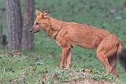 Asian Wild Dog (Dhole)