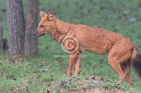 Asian Wild Dog (Dhole)