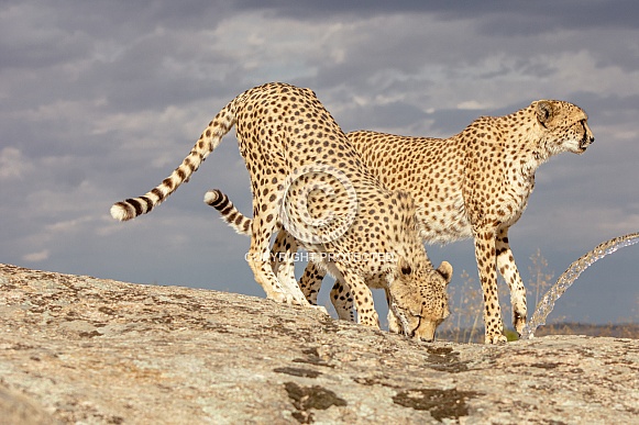 Cheetah Cheetah