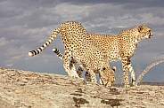 Cheetah
