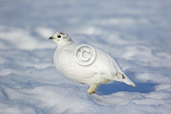 Ptarmigan Ptarmigan