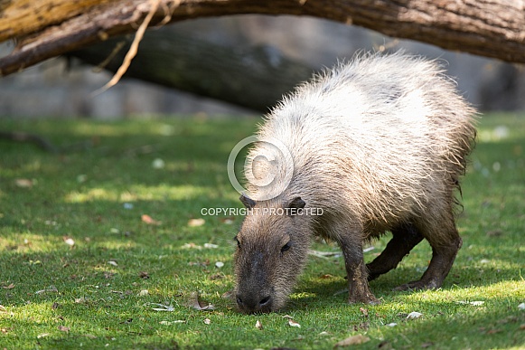 capybara capybara