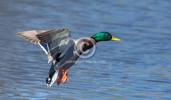 Male Mallard