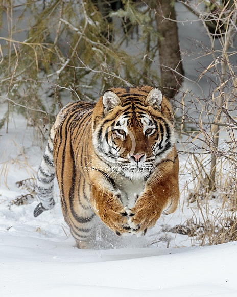 Siberian Tiger-Tiger Attack