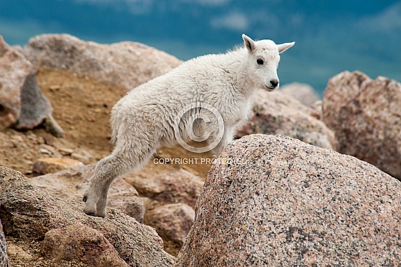 Wild Mountain Goat kid Wild Mountain Goat kid