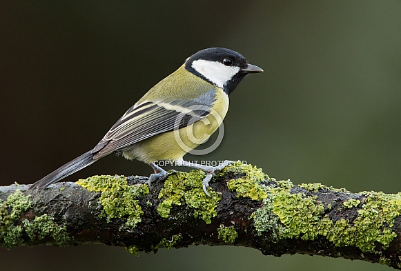 The great tit (Parus major) The great tit (Parus major)