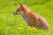 Red Fox in Meadow
