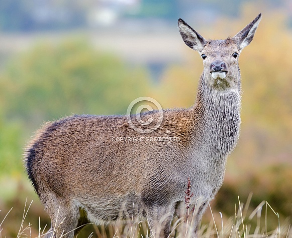 A Red Deer Hind