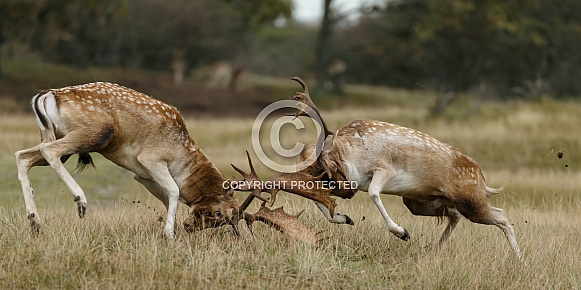 Fallow deer Fallow deer