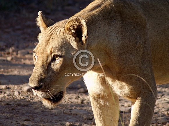 Lioness Lioness
