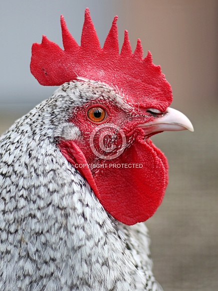 North-Holland Blue chicken